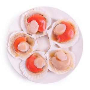 scallop