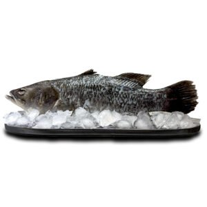 seabass
